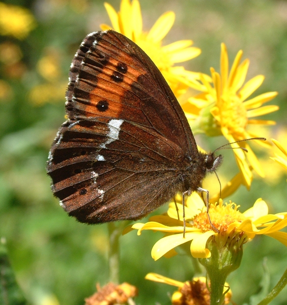 Erebia ligea